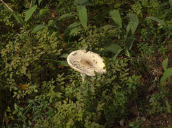 IMG_3768.thumb.jpg.e407d8f51af99bb78ef47aa01b04c832.jpg