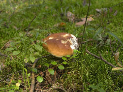 IMG_3792.thumb.jpg.d476380f5df0246eca412f8ac7b36a25.jpg