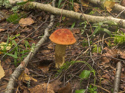 IMG_3827.thumb.jpg.a7d07ab1f9516f4666dd1ac7394e6d9b.jpg