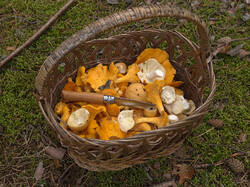 IMG_3928.thumb.jpg.b1ec7ae323cad3ebad3664eb6e4dd4b4.jpg