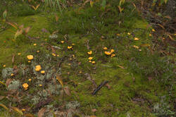 IMG_3960.thumb.jpg.b5bbe45347e0055fb170587cc910eb55.jpg