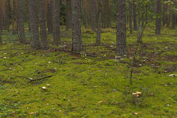 IMG_3964.thumb.jpg.ba7d94a4915eae8716d959f8a60b9039.jpg