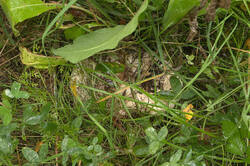 IMG_4053.thumb.jpg.de68d1fa8782554e7f793e0fb00ba3bb.jpg