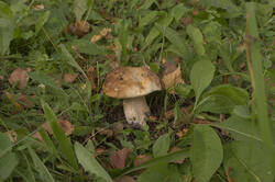 IMG_4086.thumb.jpg.a0b9c838fecb95a66cc7ffa0342b63e7.jpg