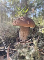 IMG_4197.jpeg
