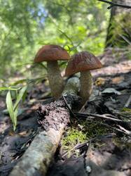 IMG_4198.jpeg