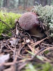 IMG_4231.jpeg