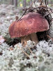 IMG_4235.jpeg
