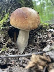 IMG_4263.jpeg