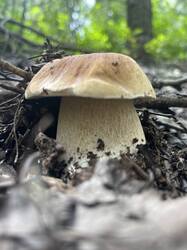 IMG_4266.jpeg