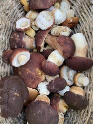 IMG_5265.jpeg