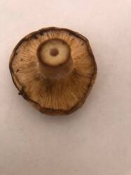 IMG_5683.jpeg