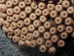 IMG_7201-1.thumb.jpg.4df0ba39fb41958fa42ceb4812aa9cba.jpg