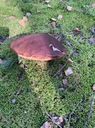 IMG_7248.thumb.jpeg.d4d1f46754d280c173a91f0c409410f7.jpeg