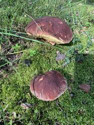 IMG_7252.thumb.jpeg.6076e7043709130d305ce5f65d3c16b7.jpeg