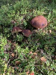 IMG_7254.thumb.jpeg.300699c6dd3710dce2f0c69fd0db7880.jpeg