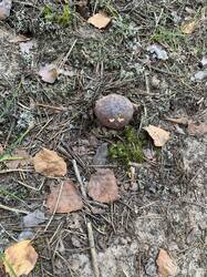 IMG_7258.thumb.jpeg.076432c0fc2d425970411cba06c2f9af.jpeg