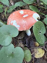 IMG_8491.jpeg