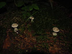 IMG_8788.thumb.JPG.46e7126910545901b5f421e30d9bd93e.JPG