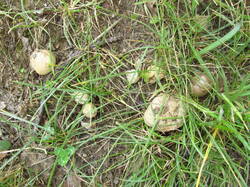 IMG_8793.thumb.JPG.1cad28b174ac9515fc0677a420c5c553.JPG