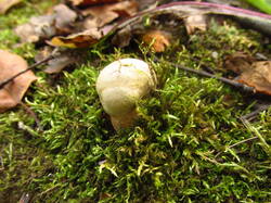 IMG_8825.thumb.JPG.ca9175f2d4ac95958e4fa9c809ffba2f.JPG