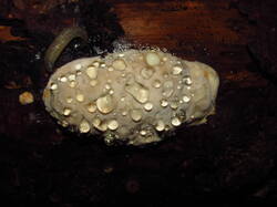 IMG_8894.thumb.JPG.0d14438cbf6c10546eab9fbad652c632.JPG