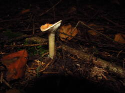 IMG_8896.thumb.JPG.9d559efaae71d65ec7cee1597cb2eace.JPG