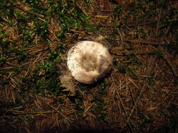 IMG_8911.thumb.JPG.d0c04141eea6ee22b68598c6c4473692.JPG