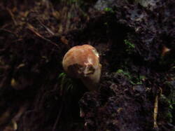 IMG_8925.thumb.JPG.cf2a5dce867dd0a3848fa00aaac6fe19.JPG