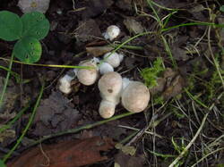 IMG_8991.thumb.JPG.6df21d5cb62ecd4bcfd719ab3ca54ddd.JPG