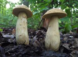 Leccinellum_crocipodium_PDN_20260803_1.thumb.jpg.762e6b6794e0c1a5f8dfb7c584ec7364.jpg