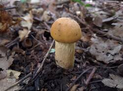 Leccinellum_crocipodium_PDN_20260803_2.thumb.jpg.990af77b061480bf6c5c3eb8f380b796.jpg