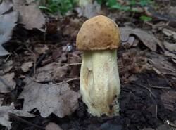 Leccinellum_crocipodium_PDN_20260803_3.thumb.jpg.6b63cf77c29011ffa9bfed6aa81a8709.jpg