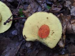Leccinellum_crocipodium_PDN_20260803_4.thumb.jpg.a2f49ebc7a182ea826cf7bc5c812b06f.jpg