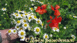 Matricaria_chamomilla_AWP_20210619.thumb.JPG.96c9a774cdb2814d171f7254377a242e.JPG