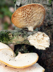 Neofavolus_alveolaris_AWP_2025_1117.thumb.JPG.0b458d59c2f6ca3d265488e2a9f6346f.JPG