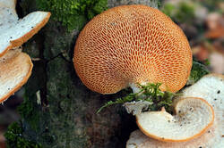 Neofavolus_alveolaris_AWP_2025_11_17_.thumb.jpg.c34d2a303320296dbbcf6df690170d92.jpg