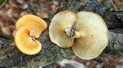 Neofavolus_alveolaris_AWP_20260828.thumb.JPG.9c01ed1756b85fe7b455cf047e184b8c.JPG