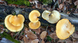 Neofavolus_alveolaris_AWP_202608_28.thumb.JPG.f8653d82f270e662af3e84cfa2ddbade.JPG