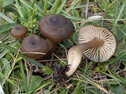 Neohygrocybe_nitrata_MS_20250919_01.thumb.jpg.c7f86ddde09d5b66426e03a2e7327207.jpg