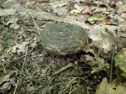 P8110212.thumb.JPG.631700760c751d9d3c165a38df99444b.JPG
