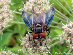 Phasia_hemiptera_NND_20230729-1.thumb.JPG.b89e842c7a625f03fcaf354621d3ec9c.JPG