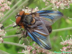 Phasia_hemiptera_NND_20230729-5.thumb.JPG.e279d3f90b8f5619ddbed9662777465c.JPG