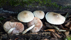 Pluteus_petasatus_sp.thumb.JPG.cfa6d5738519789d5e3482eaa2399daf.JPG