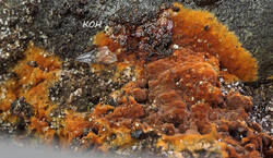 Tomentella_sp_4_probe_SAE_20260802.thumb.jpg.27e68205c16e421bdb1246ce464086fc.jpg