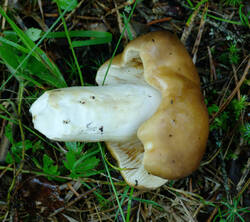 _460a.thumb.jpg.85256e9677eb6e972b2918e296c057aa.jpg