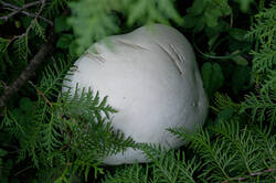 _538.thumb.jpg.b6a55e76ddf984aad13f4a371993c8a4.jpg