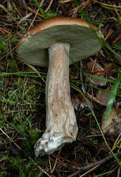 _563.thumb.jpg.5a3c0828bfd5d9cd9fbeed503f1f74fd.jpg