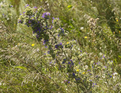 _DSC4813.thumb.jpg.bf0438511f6abd1b866fa8ac72469c95.jpg