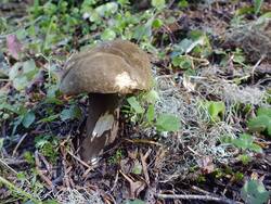 1062314003_(2).thumb.JPG.262cc3e51830453ed0d9426c0fcebc7b.JPG